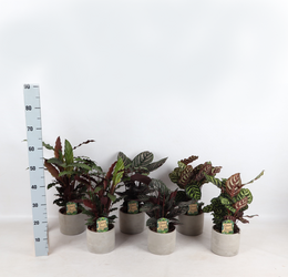Farverig Mix Industrial Jolijn 14 cm potte