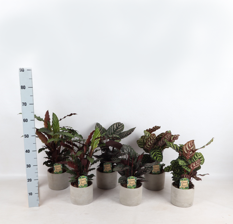 Farverig Mix Industrial Jolijn 14 cm potte