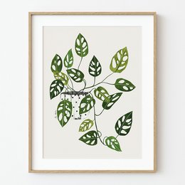 Monstera Obliqua kunsttryk