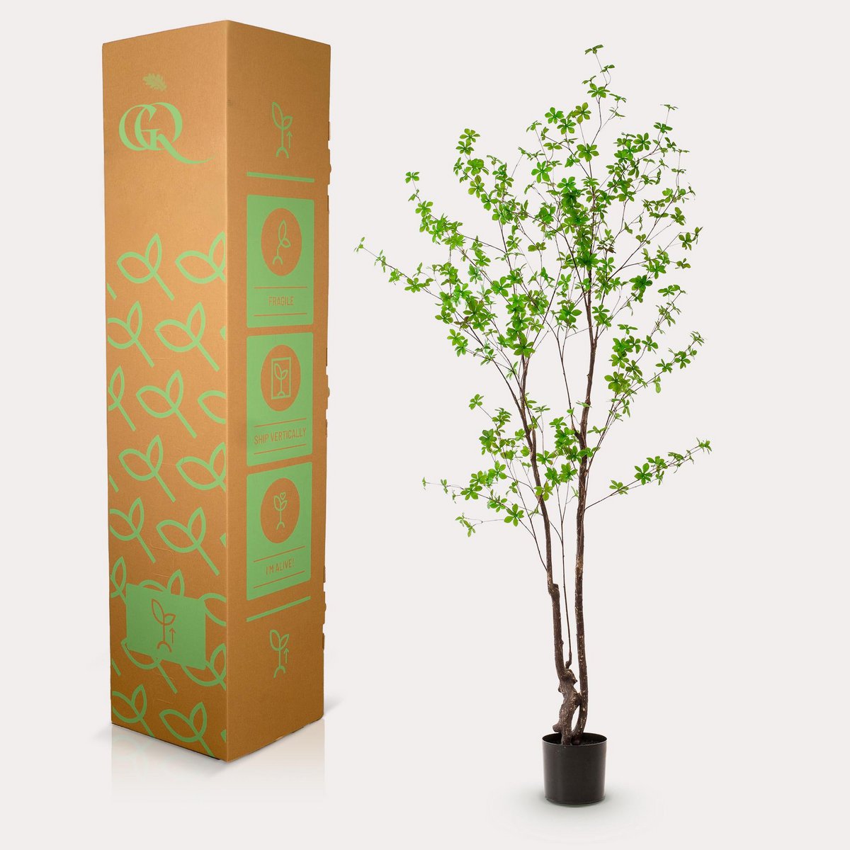 Kunstlant - Tropseolum - oost indiste - 210 cm
