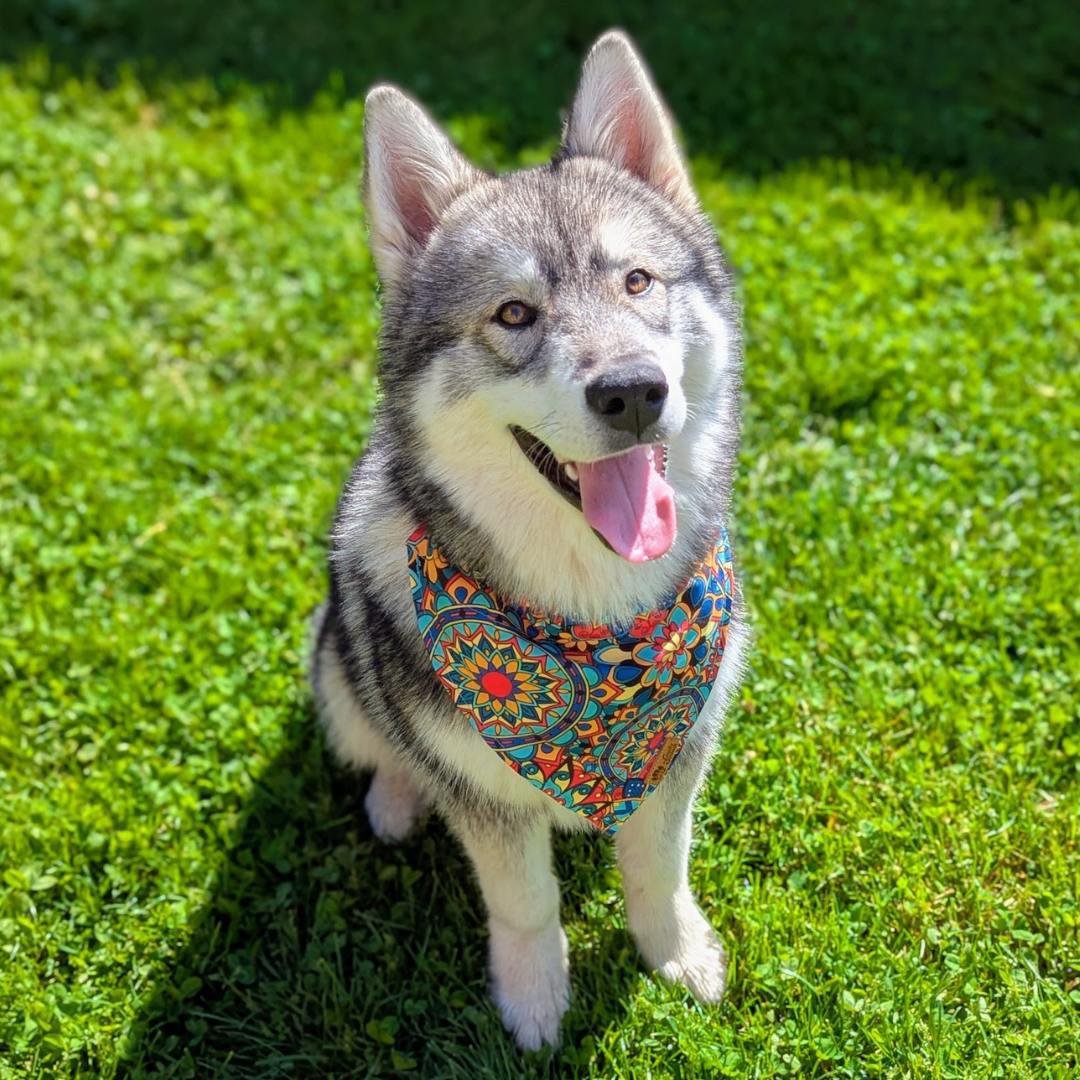 Bandana pour chien Mandala