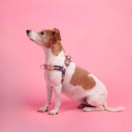 Una No-Pull Dog Harness