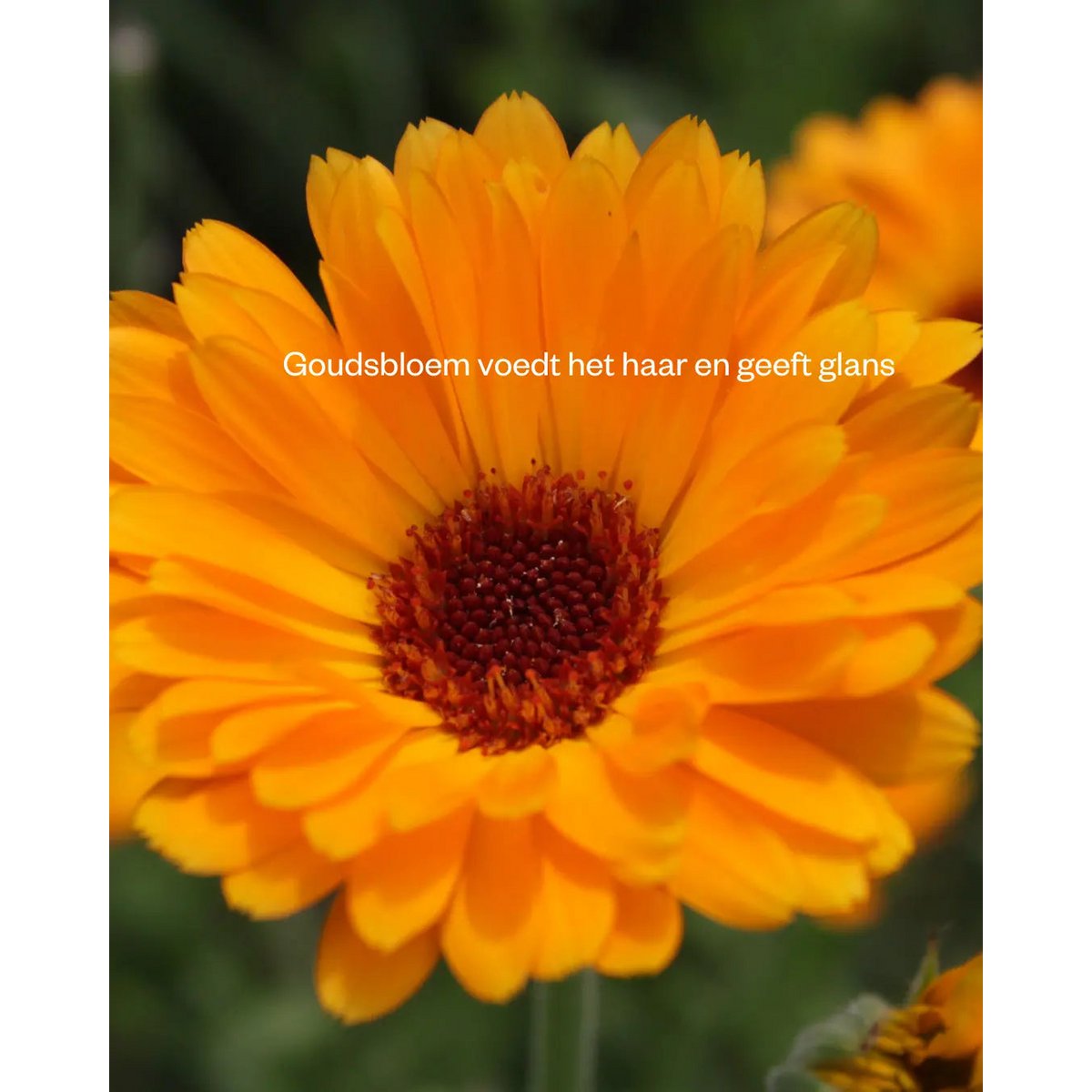 Shampoo bar Marigold & Honey - Voor normaal en krullend haar