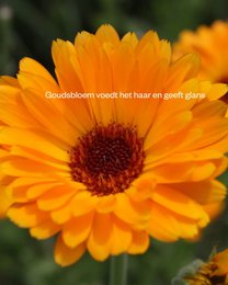 Shampoo-Riegel Marigold & Honey – Für normales und lockiges Haar