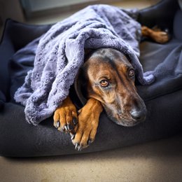 COZY Kuscheldecke für Hunde