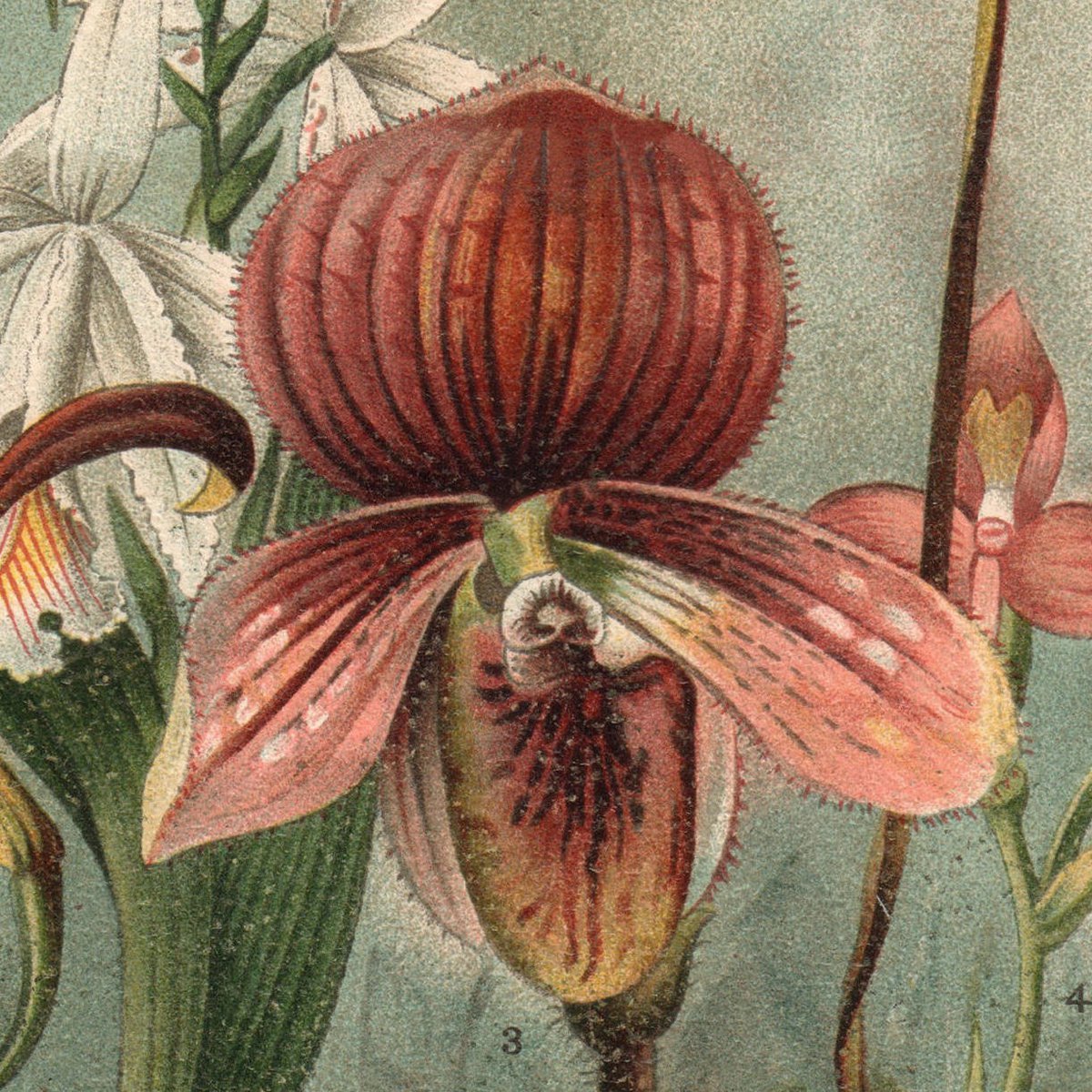 Orchid Vintage Flowers Gift Card Velvet Touch