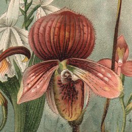Orchid Vintage Flowers Gift Card Velvet Touch