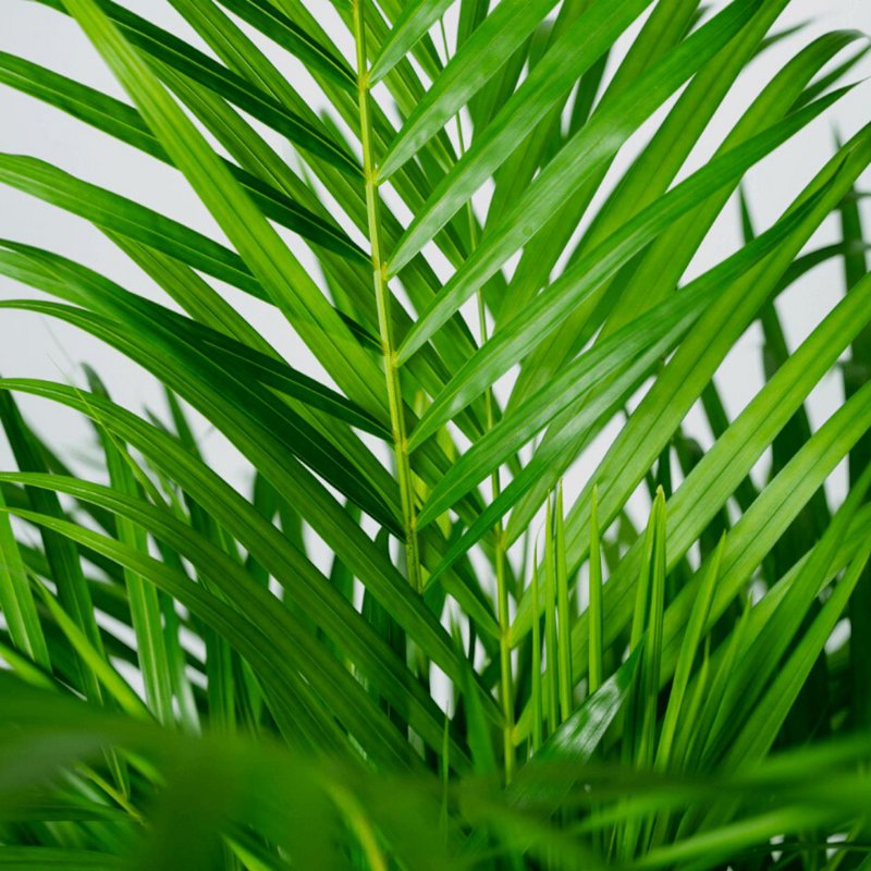 Dypsis Lutescens - Palmier Areca - Ø24cm - ↕120cm