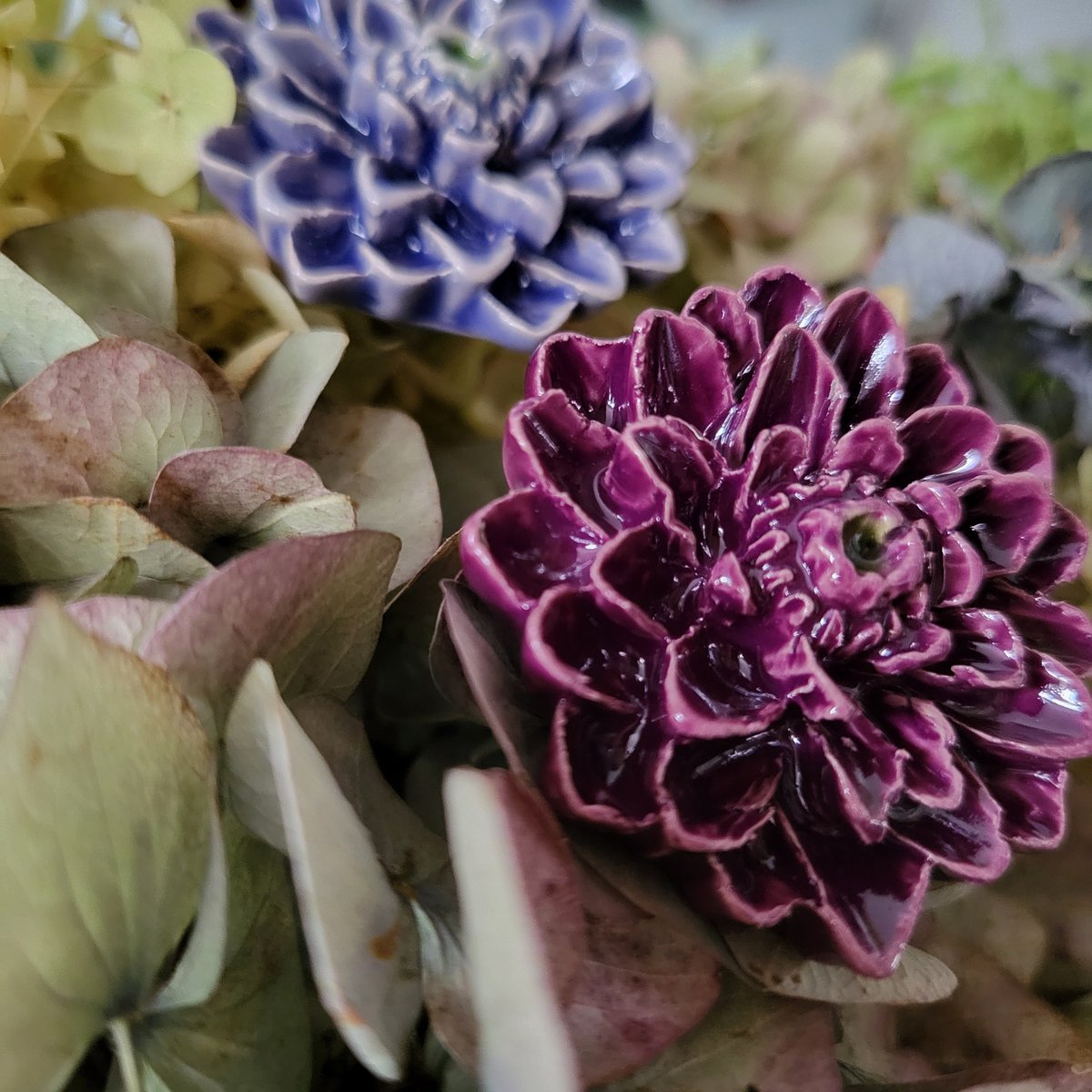 Dahlia purple