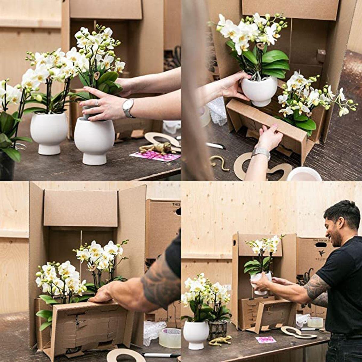 Kolibri Orchideen – Überraschungsbox-Mix – Pflanzen-Rabattbox – Überraschungsbox mit 4 verschiedenen Orchideen – frisch vom Züchter