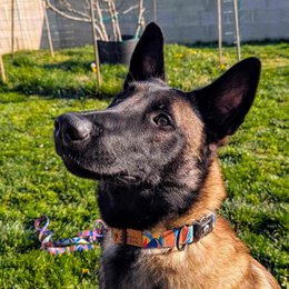 Lagon dog necklace