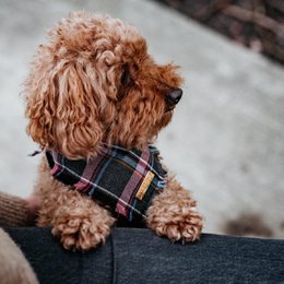 Hundebandana Lilla Tartan