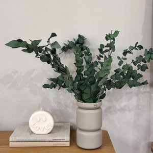 Eukalyptus Stuartiana