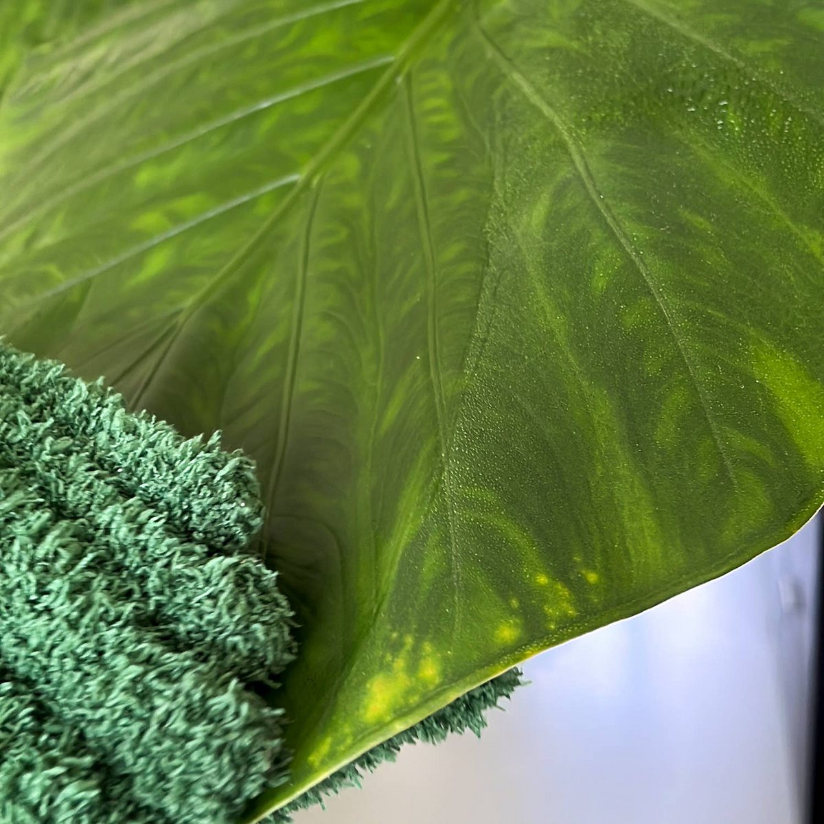Leaf Love Gloves - Rękawiczki z mikrofibry do odkurzania roślin