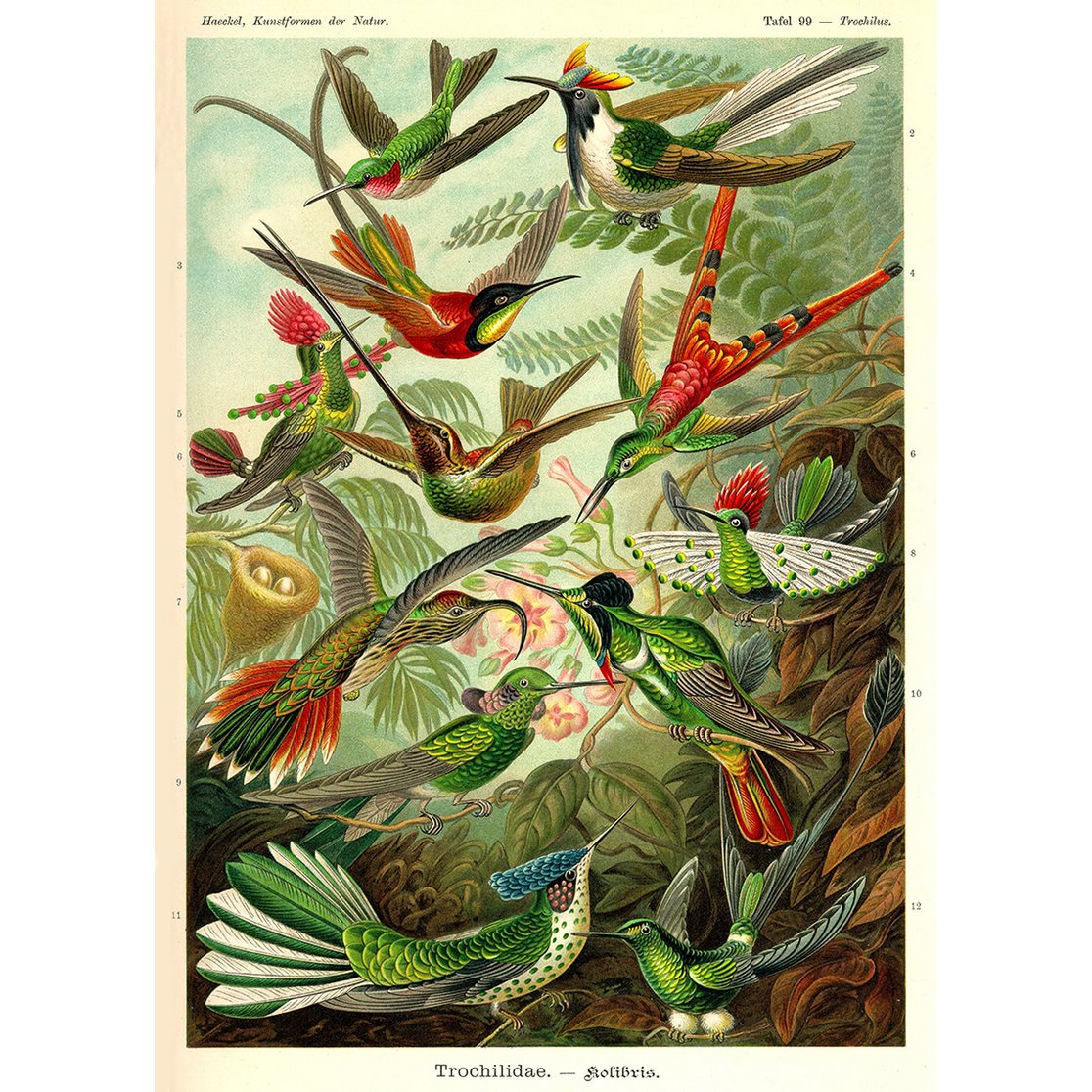 Poster Enst Haeckel - Colibrì
