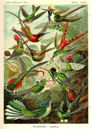 Poster Enst Haeckel - Colibrì