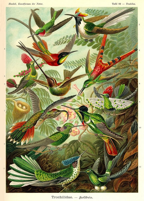 Poster Enst Haeckel - Colibrì