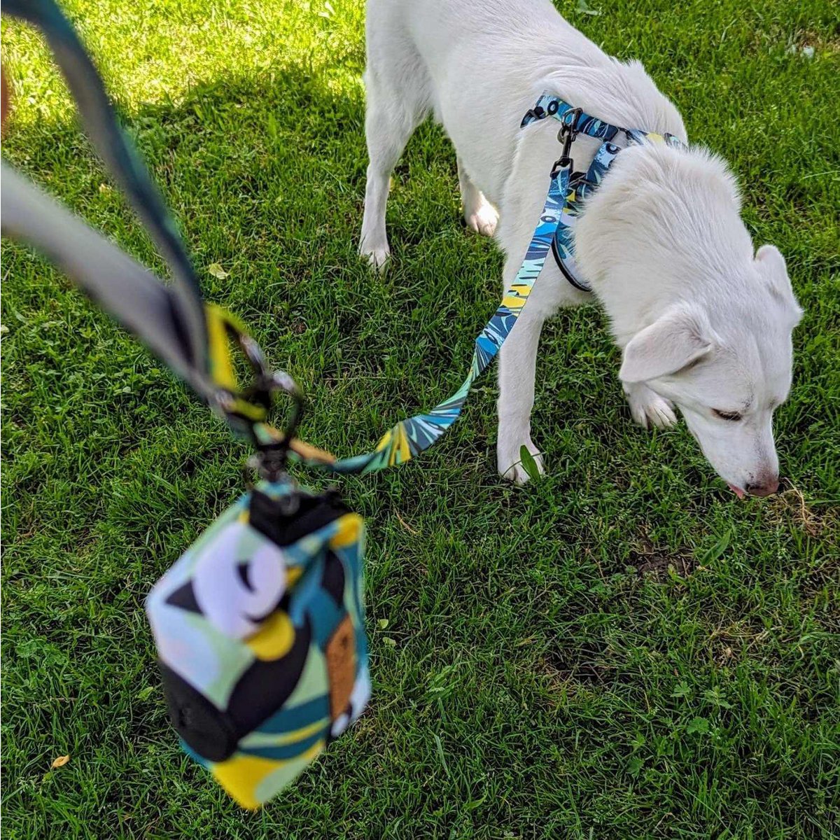 Laisse pour chien Récif