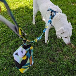 Reef dog leash