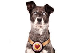 Decorative heart-shaped patch, 8cm in size, suitable for pet collars.