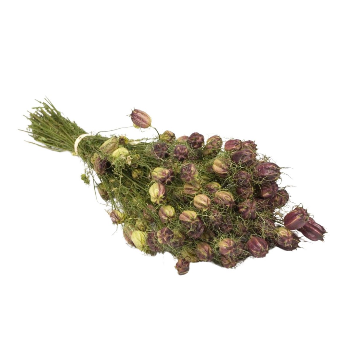 Getrocknete Blumen - Nigella Black Pod