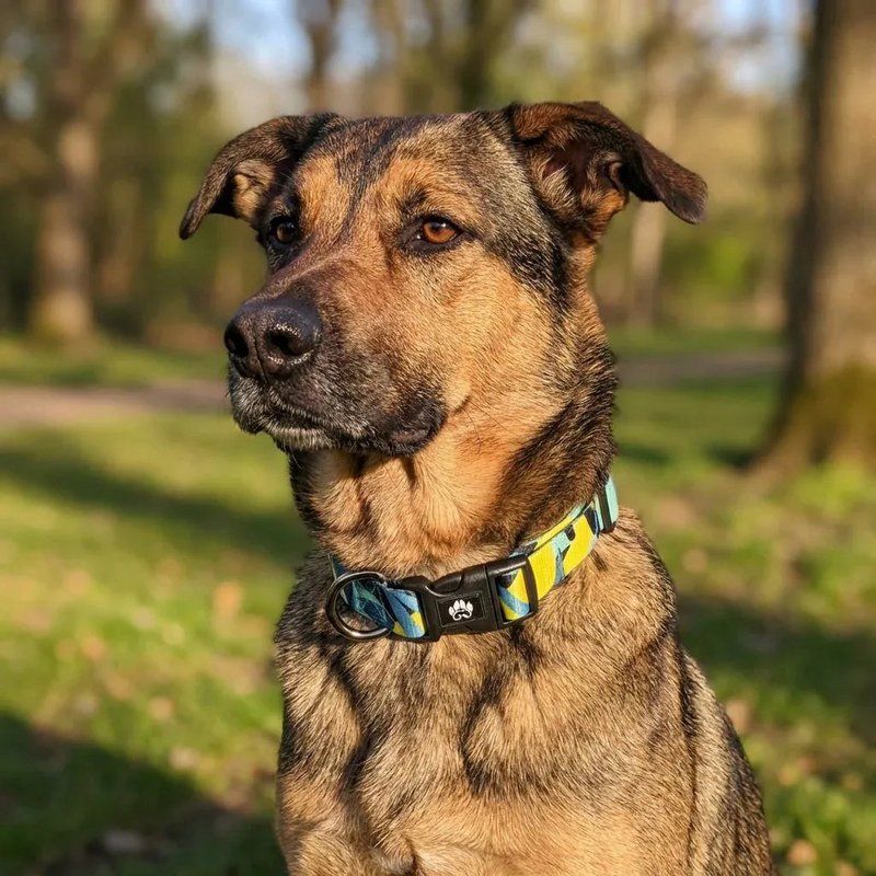 Reef dog collar