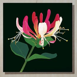 Honeysuckle Card (blomsterkort)