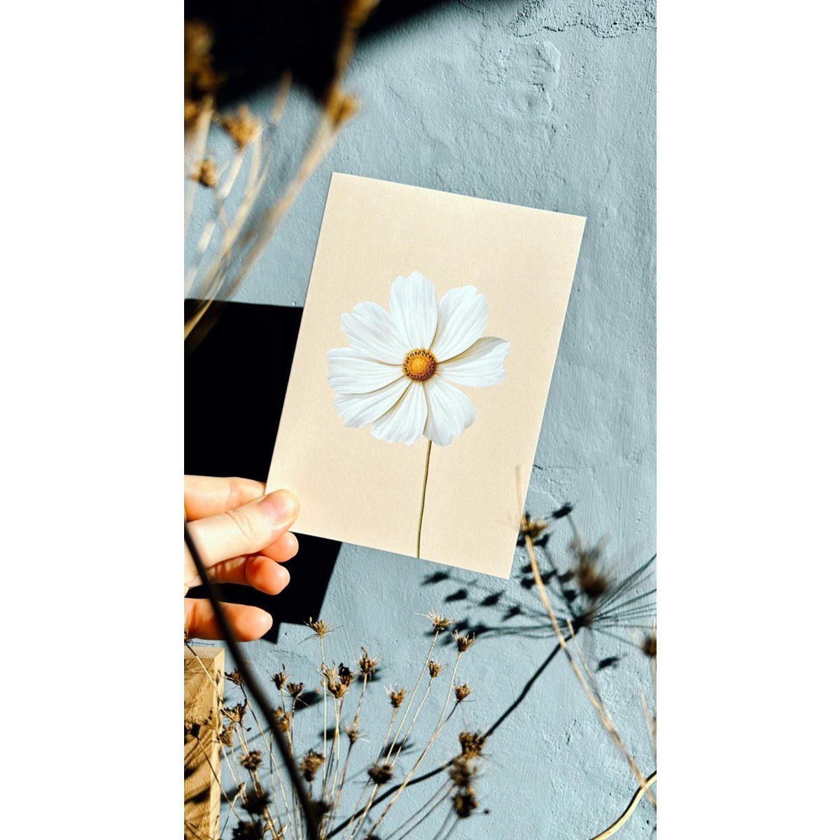 Wenskaart Leporello Cosmea