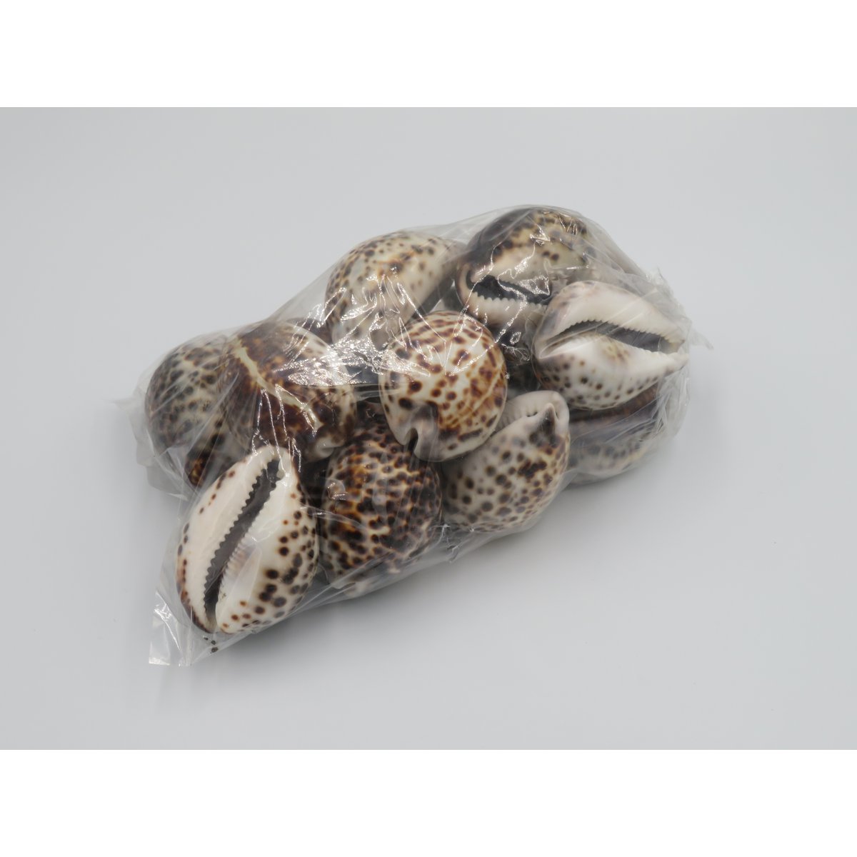 1KG Skorupa Tygrysa Kowok "Cypraea tigris"