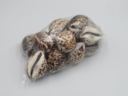 1KG Skorupa Tygrysa Kowok "Cypraea tigris"