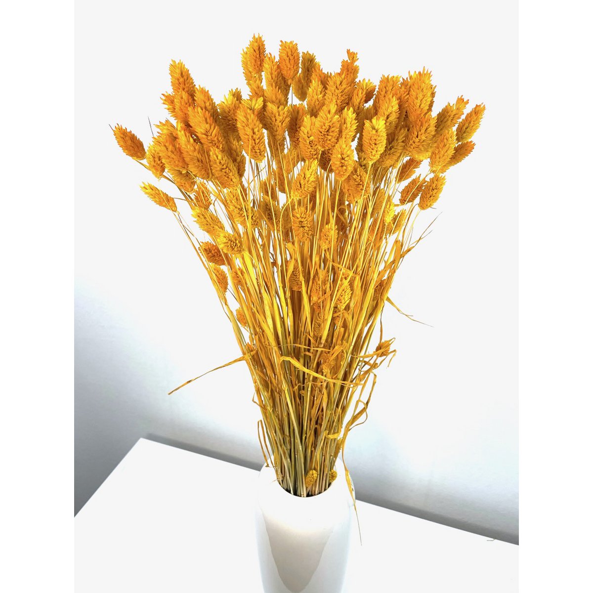Phalaris, ok 150g, ok 60-70cm, musztarda żółta