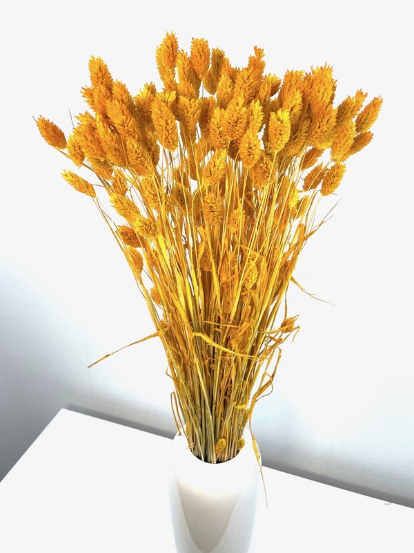 Phalaris, ok 150g, ok 60-70cm, musztarda żółta
