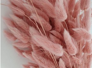 Lagurus Dalio pink 100 g