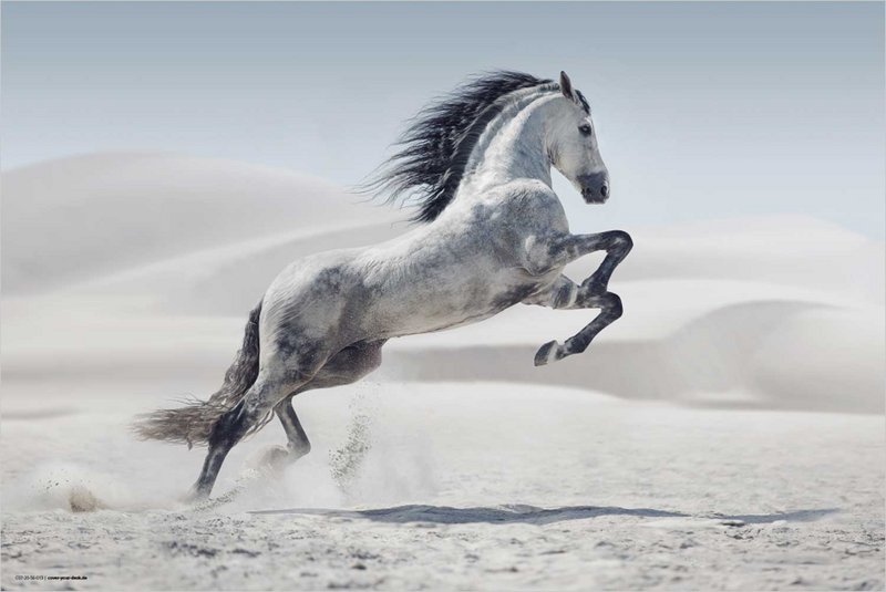 White horse - desk pad 60 x 40 cm