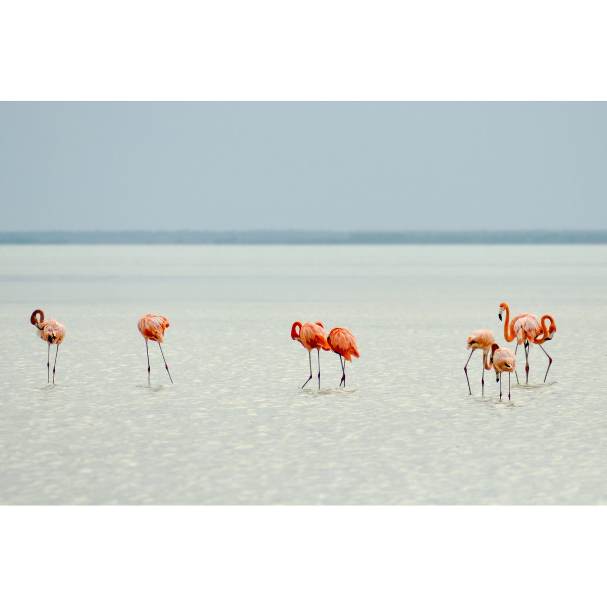 Splash guard - Flamingo at the Beach