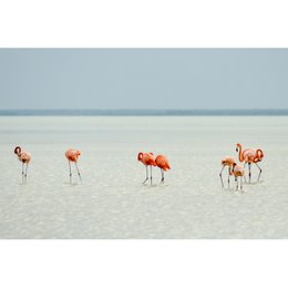 Splash guard - Flamingo at the Beach