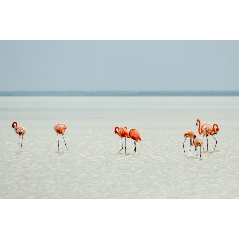 Splash guard - Flamingo at the Beach