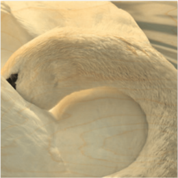  White swan with curved neck, elegant bird poster, minimalist nature art print