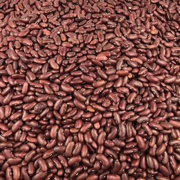 Organic Red Bean in Bulk