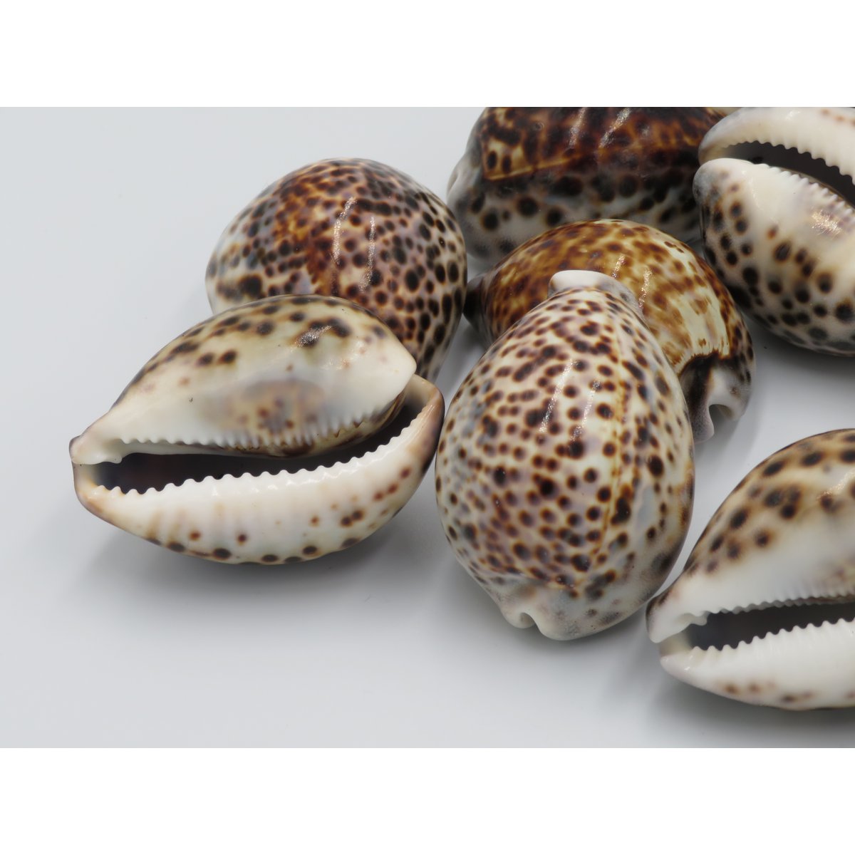 1KG Skorupa Tygrysa Kowok "Cypraea tigris"