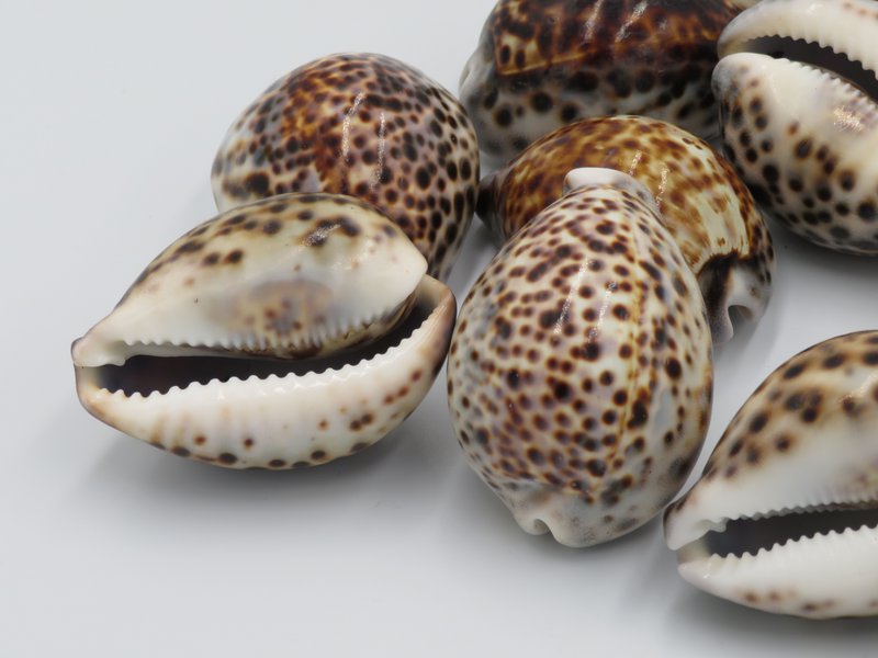 1KG Skorupa Tygrysa Kowok "Cypraea tigris"