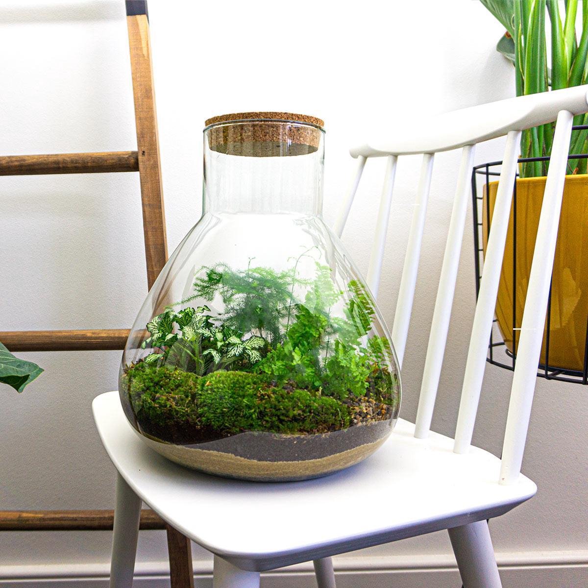 Kit DIY Terrarium - Sam XL - Jardin de Bouteilles - ↑ 35 cm