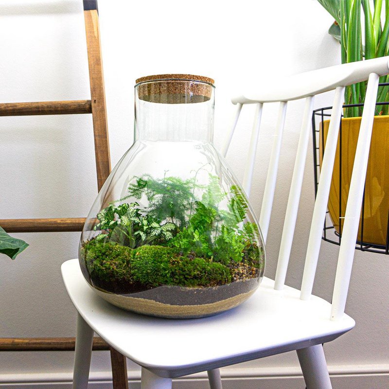 Kit DIY Terrarium - Sam XL - Jardin de Bouteilles - ↑ 35 cm