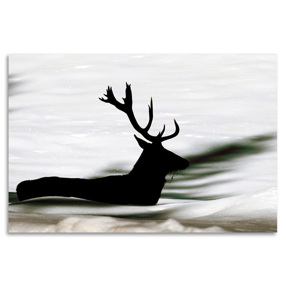 Acrylic glass billeder - Swimming Deer