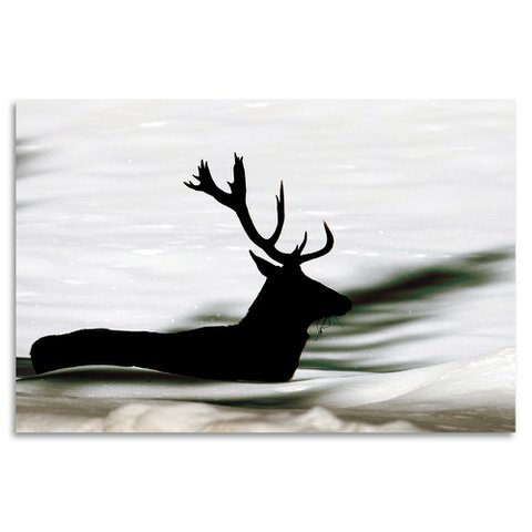 Acrylic glass picture - Swimming Deer