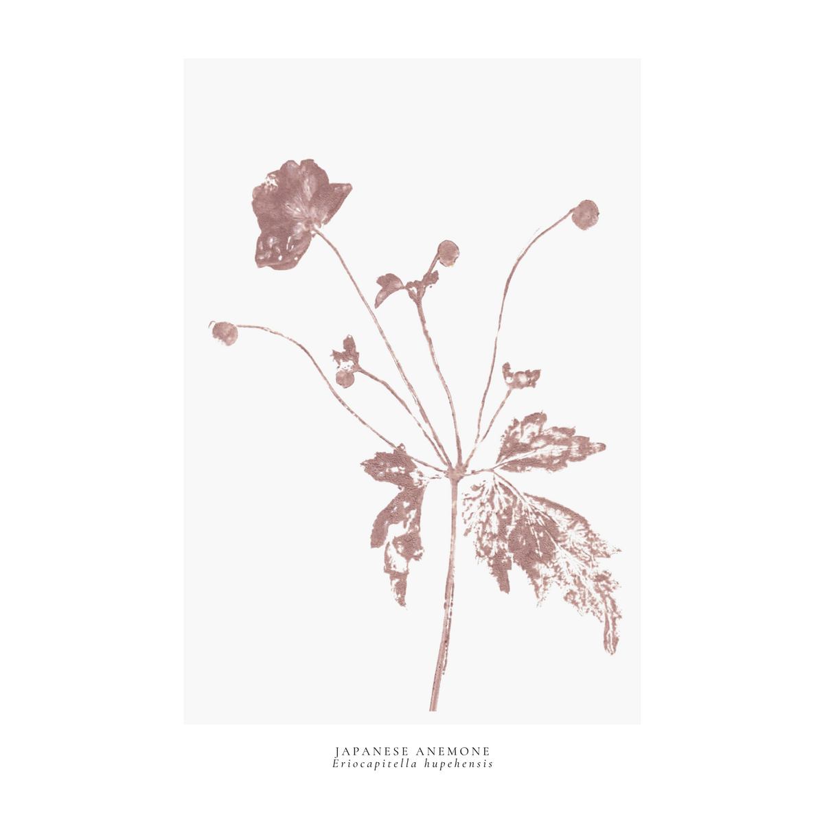 a year in bloom. Set of 12 handprinted floral postcards.