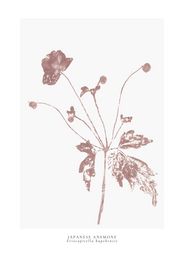 a year in bloom. Set of 12 handprinted floral postcards.