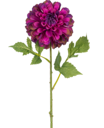 Vibrant purple dahlia flower with lush petals and green foliage.