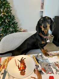 It's a wienerful Time - Sæt med 6 morgenmadstallerkener