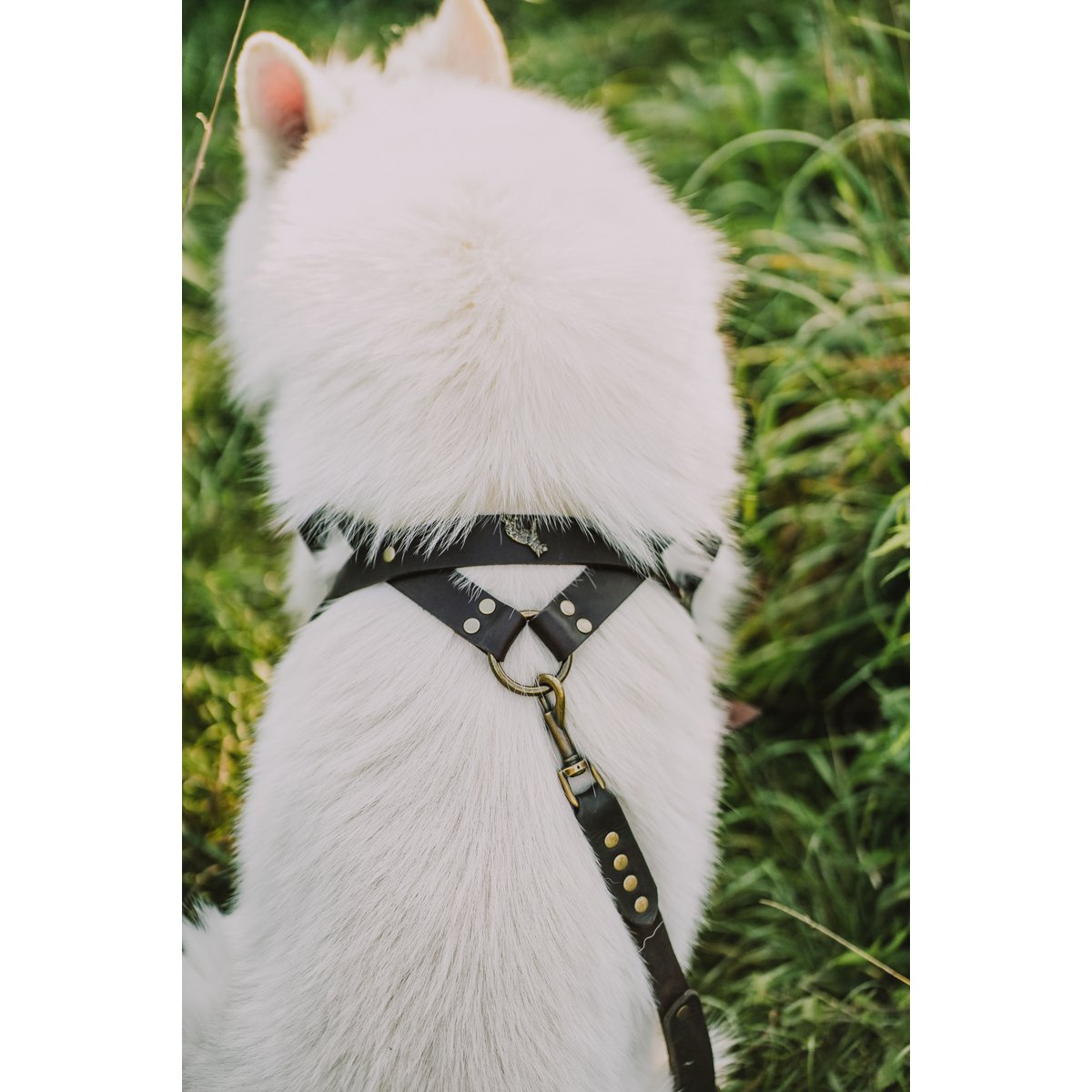 Norwegische Zahnspangen für einen Hund aus der flauschigen Welpenmarke, natürliches Leder, 3 Größen, handgefertigt!